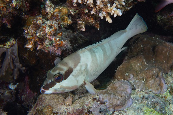 Blacktip grouper