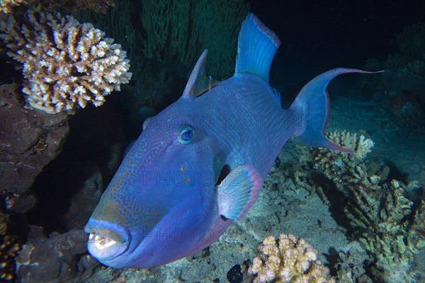 Portrait of blue triggerfish