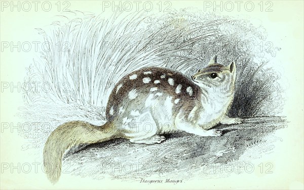 Dasyurus Macrourus