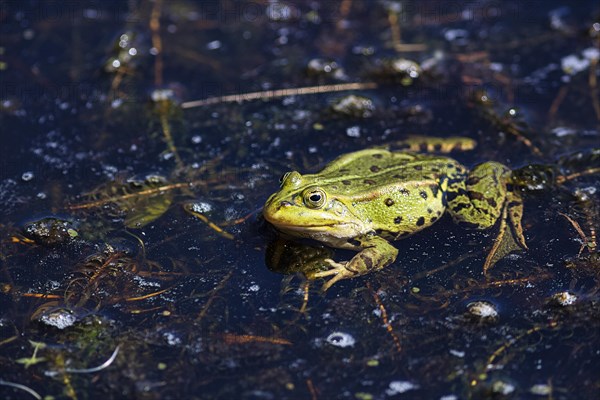 Green frog