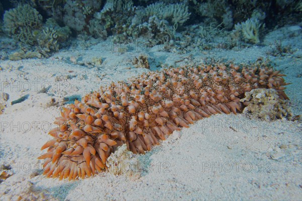 Pineapple sea cucumber