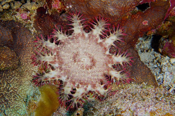 Crown-of-thorns starfish