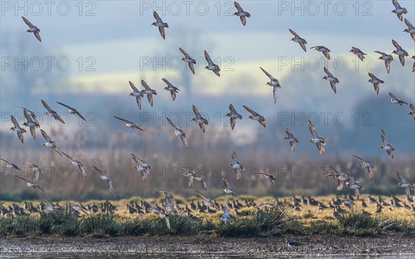 Grey Plover