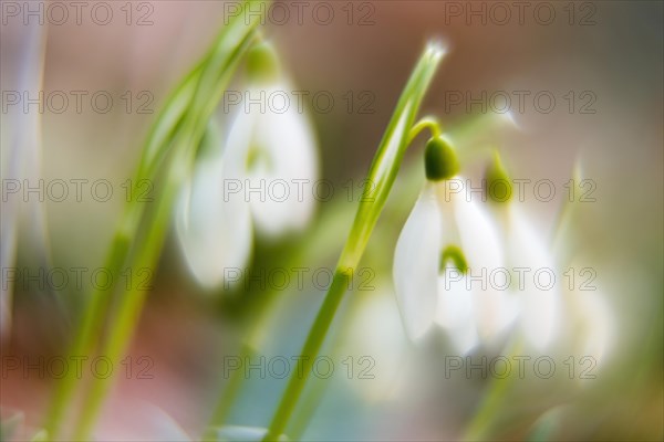 Common snowdrop