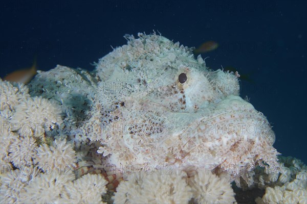 Well camouflaged false stonefish