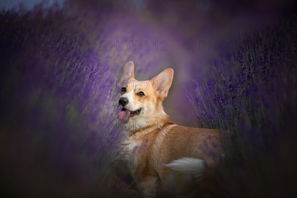 Welsh Corgi Pembroke dog beautifully posing on a lavender field between paths. Lavender field in Poland