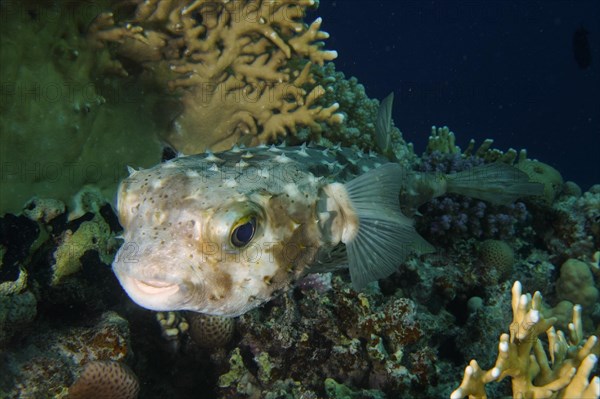 Spotbase burrfish