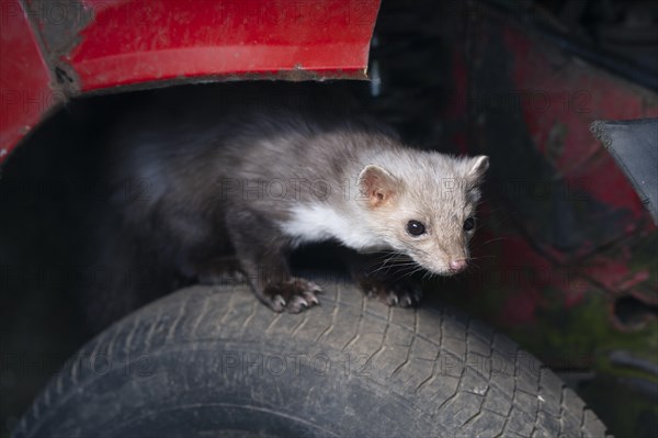 Beech marten