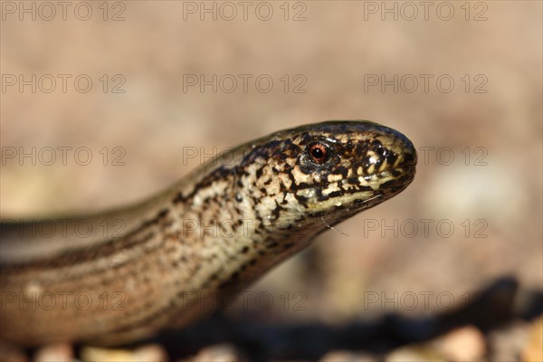 Western slow worm