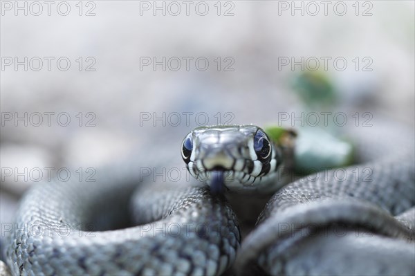 Grass snake