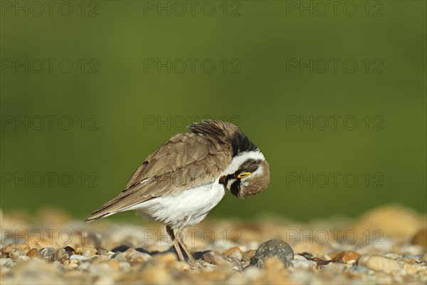 Little Ringed Plover