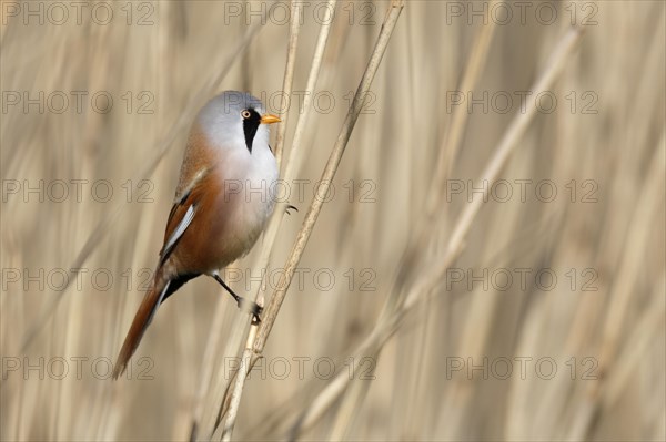 Bearded reedling