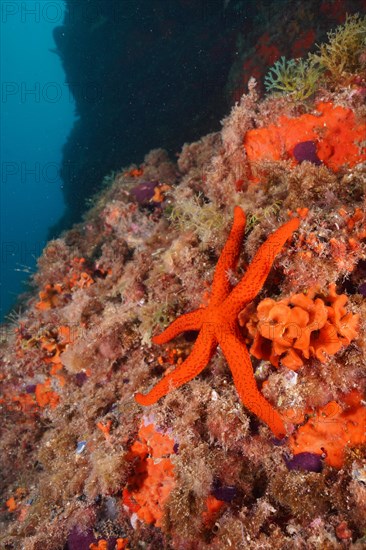 Mediterranean red sea star