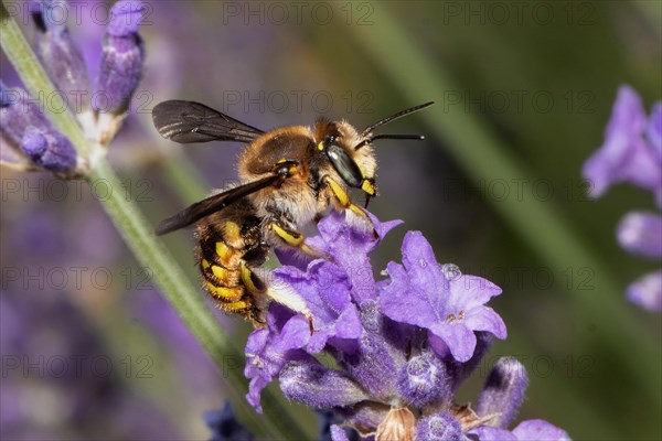 Garden Wooly Bee