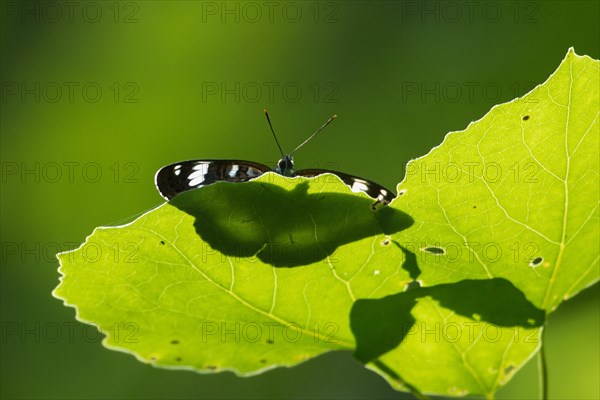 Small kingfisher butterfly with open wings shining through on green leaf sitting from the front