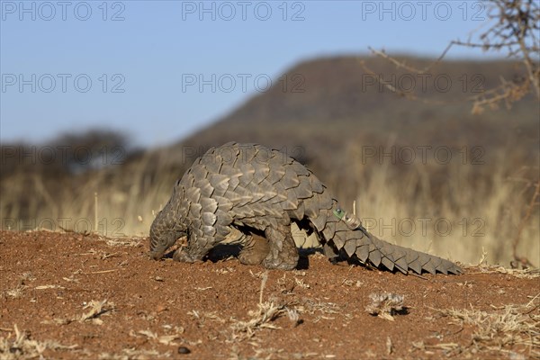 Ground pangolin