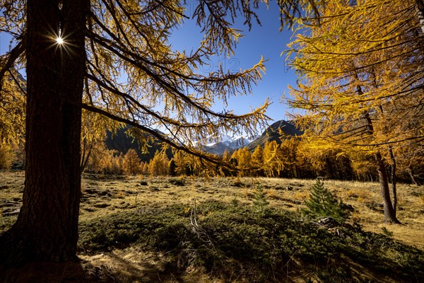 Autumn larches