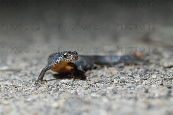 Alpine newt