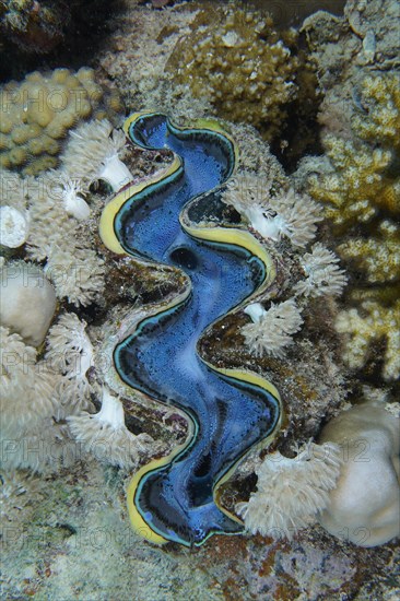 Common giant clam