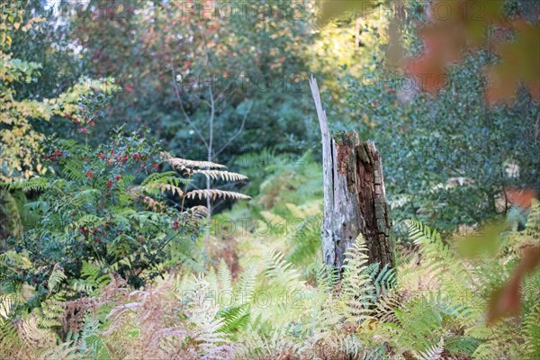 Standing deadwood in mixed deciduous forest