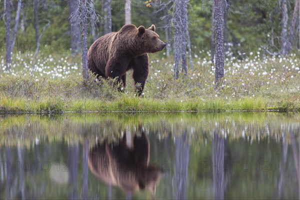 Brown bear