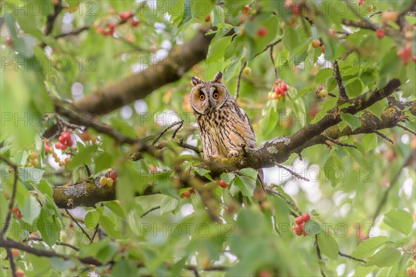 Long-eared owl