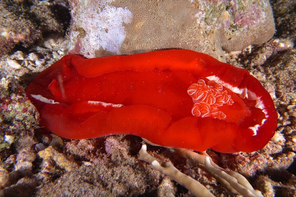 Spanish dancer