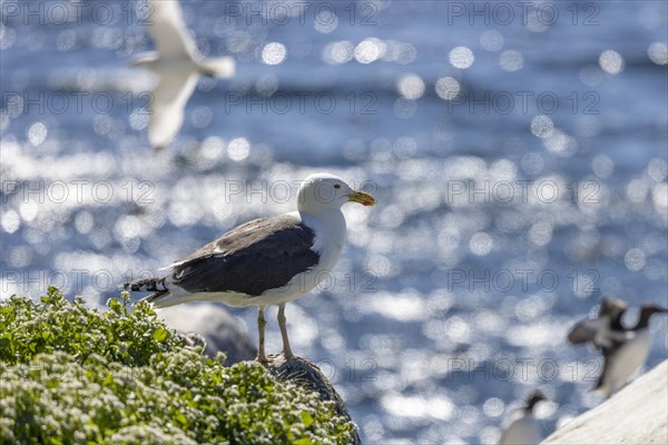 Great black-backed gull