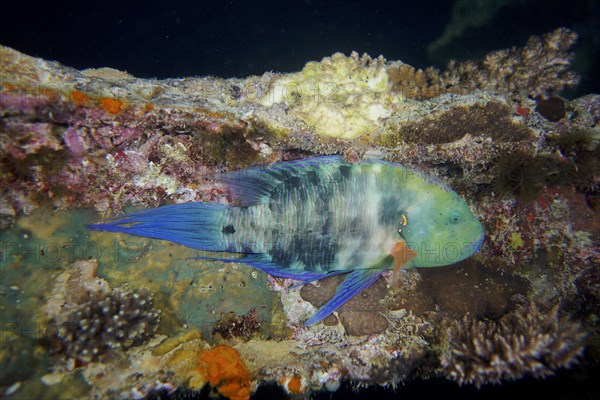 Broomtail wrasse