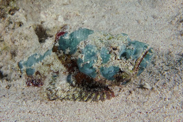 False stonefish