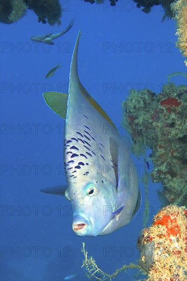 Portrait of halfmoon angelfish