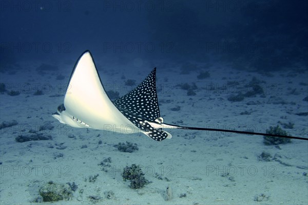 Spotted eagle ray