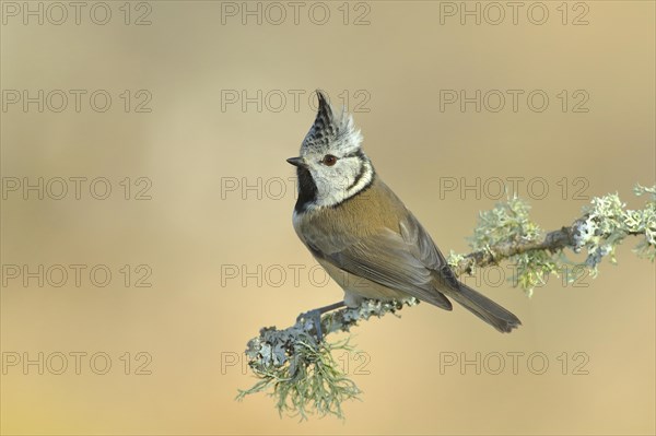 Crested Tit