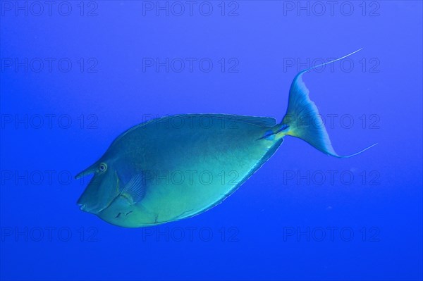 Bluespine unicornfish