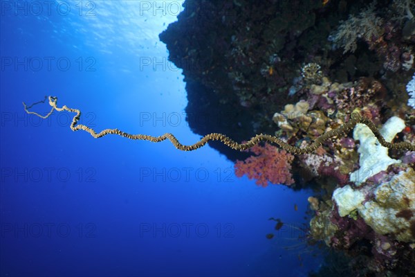 Twisted spiral wire coral