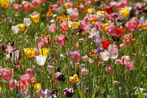 Colourful flowering tulips