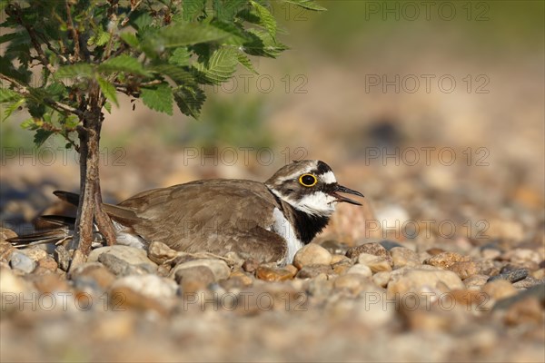 Little Ringed Plover