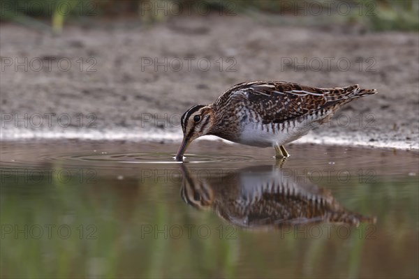 Common Snipe