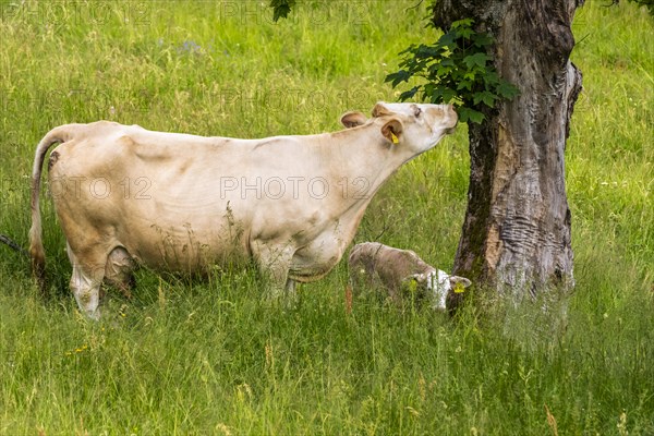 A cow nibbles on a tree