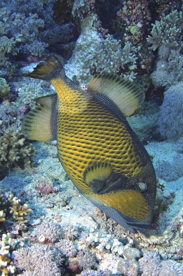 Titan triggerfish