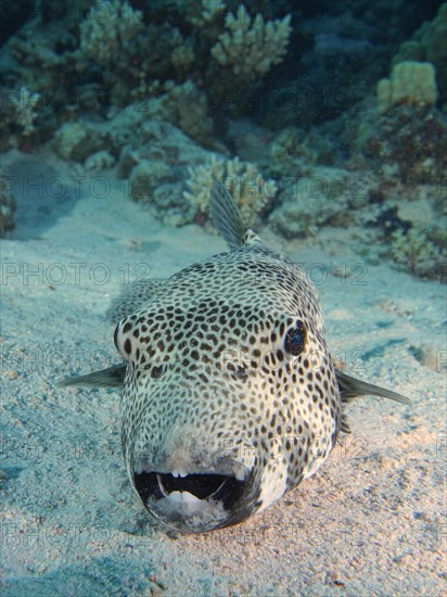 Portrait of star puffer