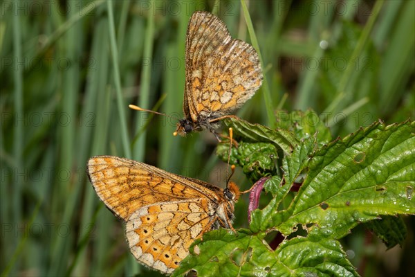 Golden Fritillary