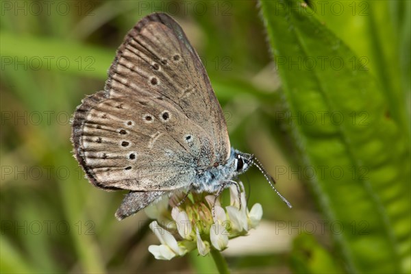 Crucian anthill butterfly butterfly with closed wings sitting on white flower sucking right seeing