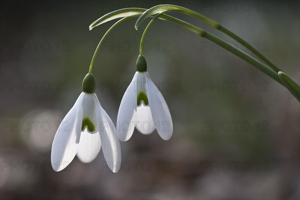 Snowdrop