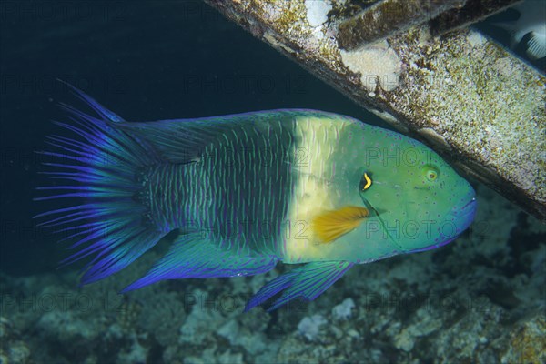 Broomtail wrasse