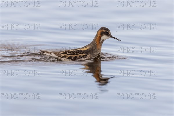 Red-necked phalarope