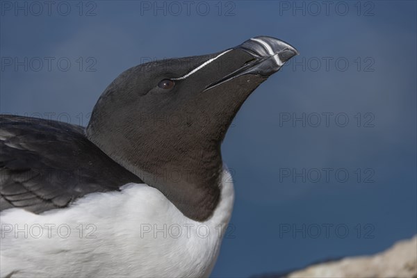 Razorbill