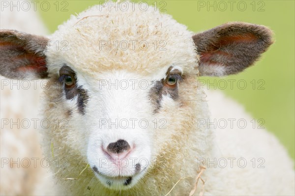 Portrait of a lamb with brown spots around the eyes. Alsace