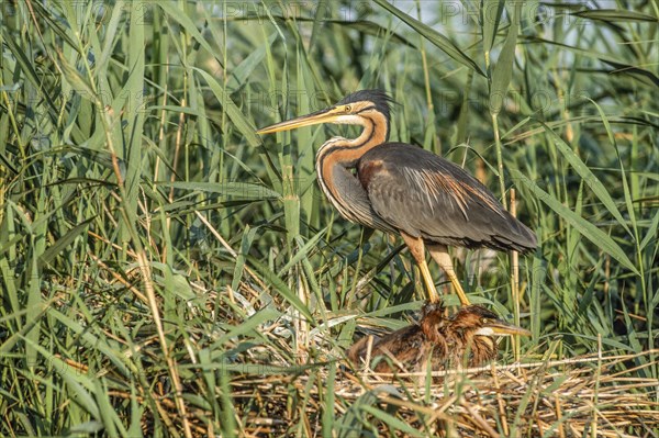 Purple heron