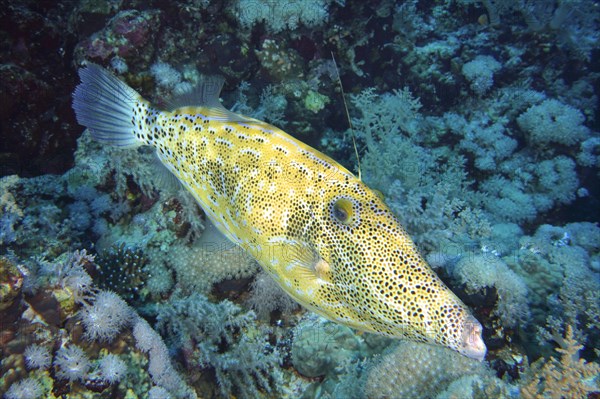 Scrawled filefish